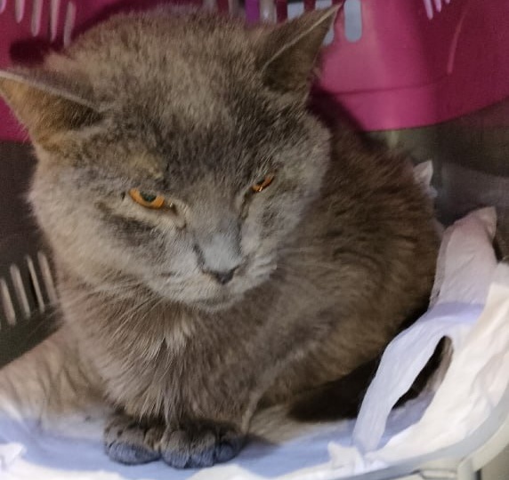 Друзья, какая-то напасть перед Новым Годом