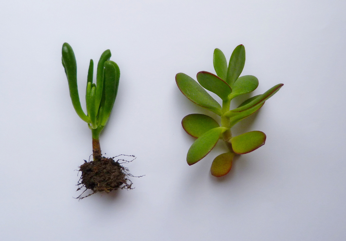 Фото с Интернета