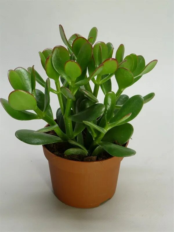 Фото с Интернета