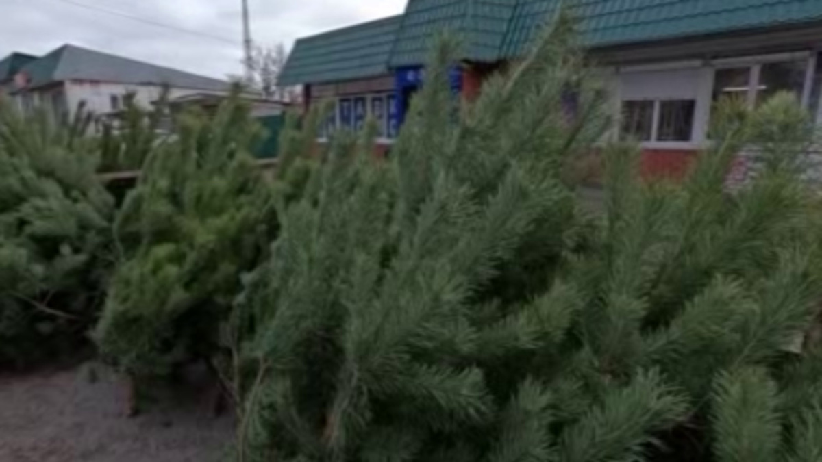    В Курске борются с нелегальной продажей елок