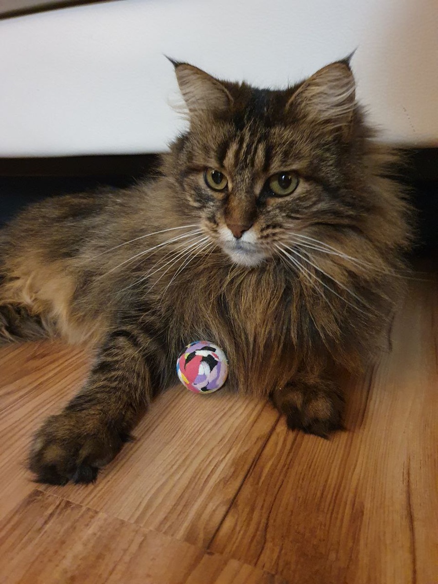 А мячик можно будет с собой забрать в постоянный дом?