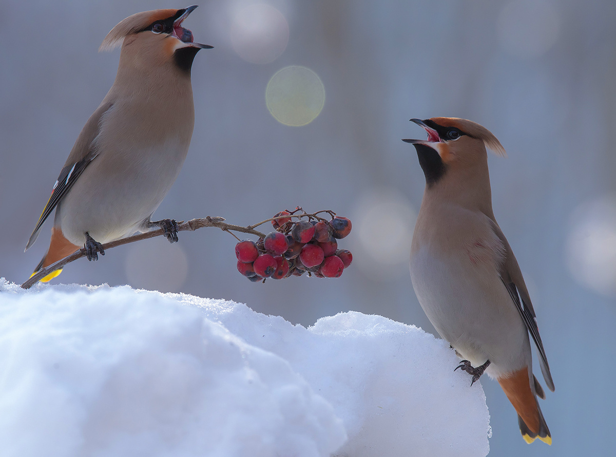 Изображение из открытых источников
