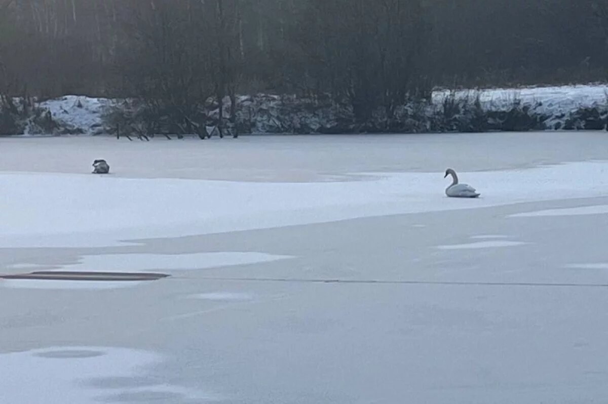    В Сети появились сообщения о том, что оставшаяся полынья на реке замерзнет через пару дней.