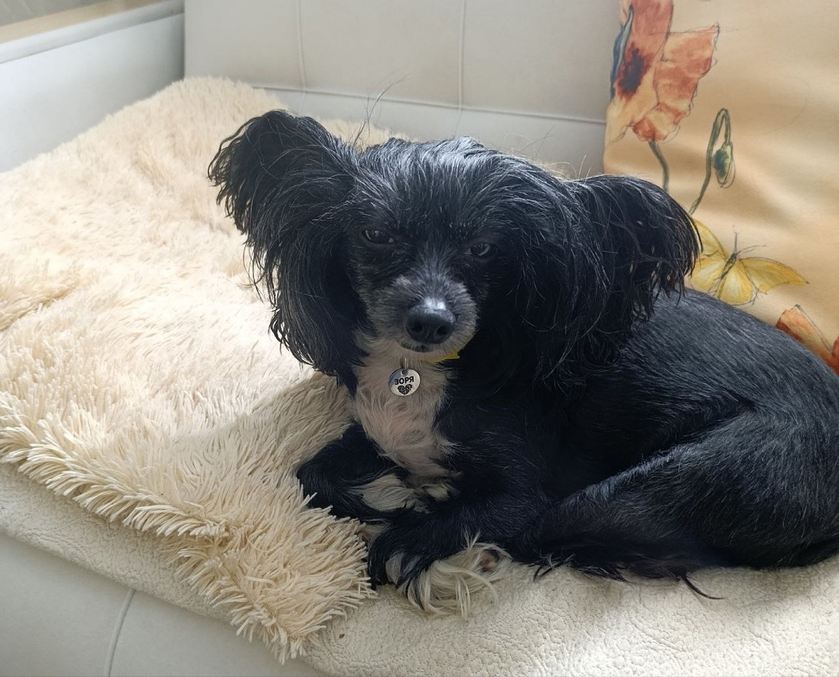    Испугавшуюся взрыва петард собаку ищут в петрозаводском лесу© Биг Алерт