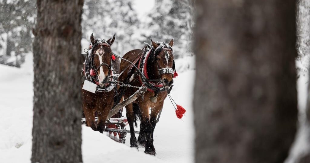 Где в Рязани покататься на лошадях в новогодние каникулы?