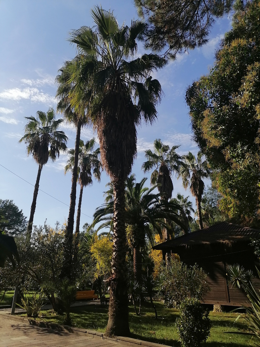 Пальмы Вашингтония