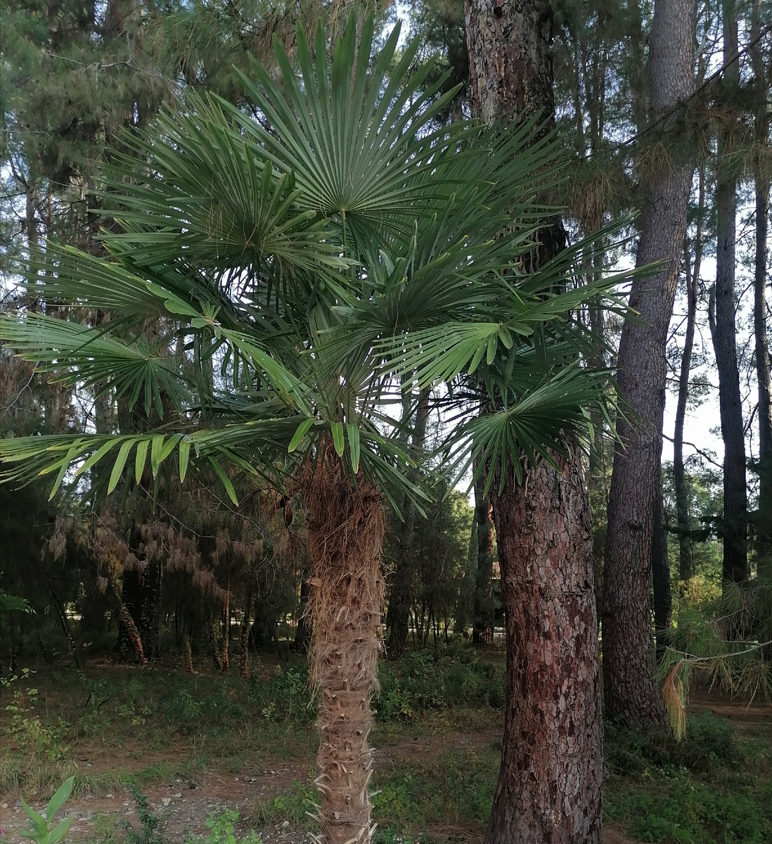 Верная пальма Хомероне