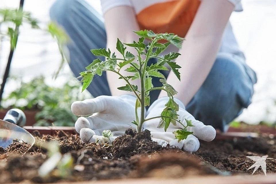    Магазин предлагал покупателям огромный выбор семян Николай ОБЕРЕМЧЕНКО
