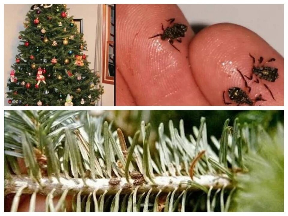 Клещи и елки