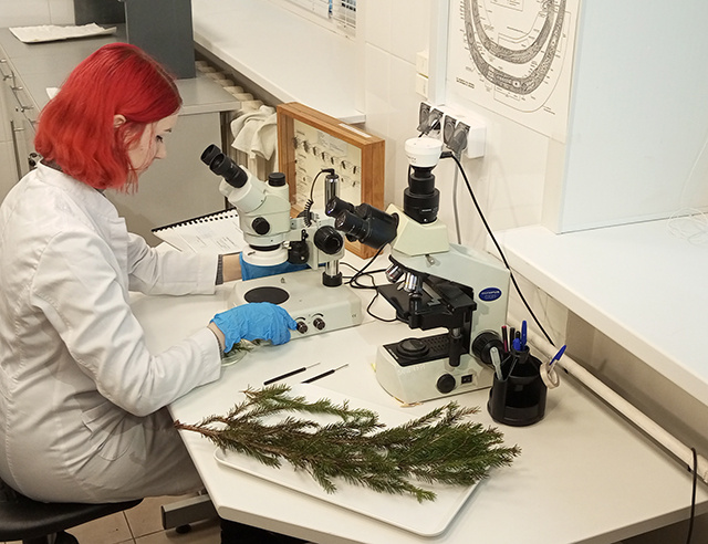 Откуда деревья на тверских ёлочных базарах и хороши ли они