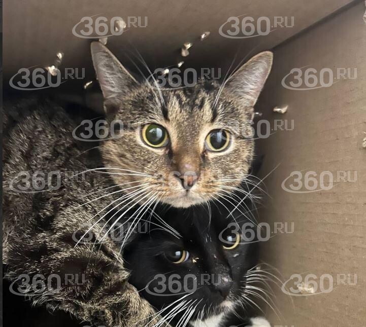    360.ru