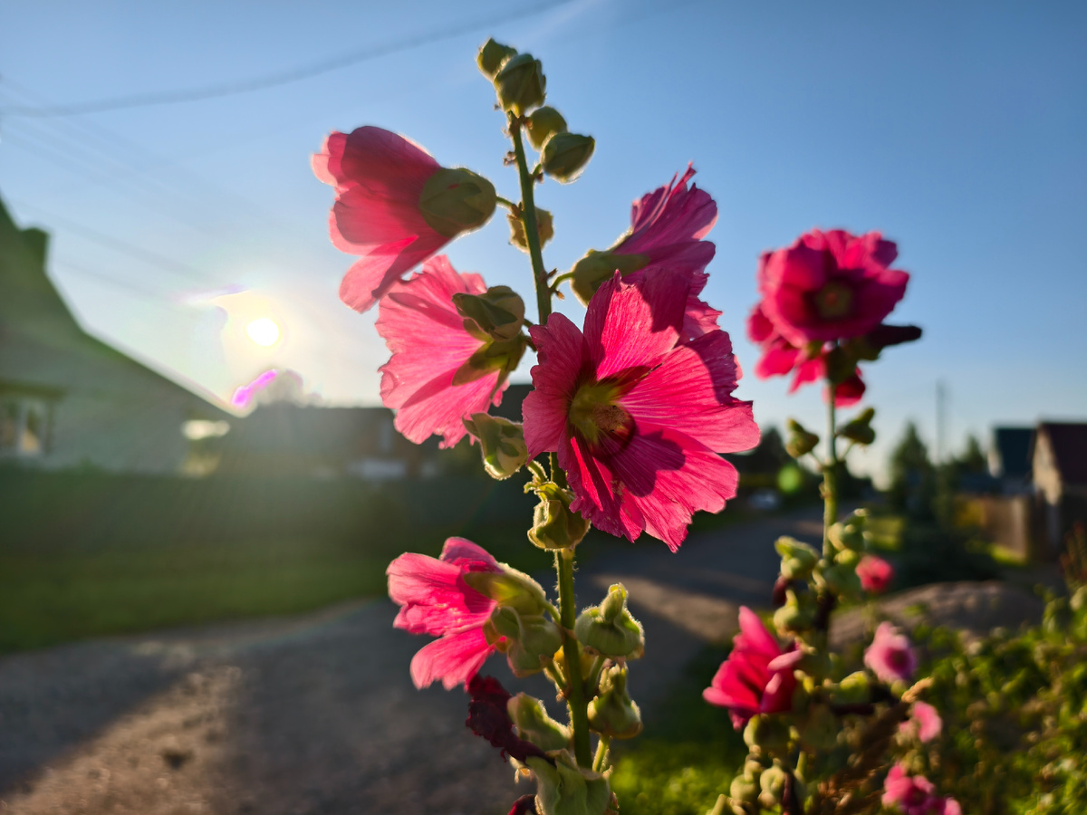 Яркие краски лета 
