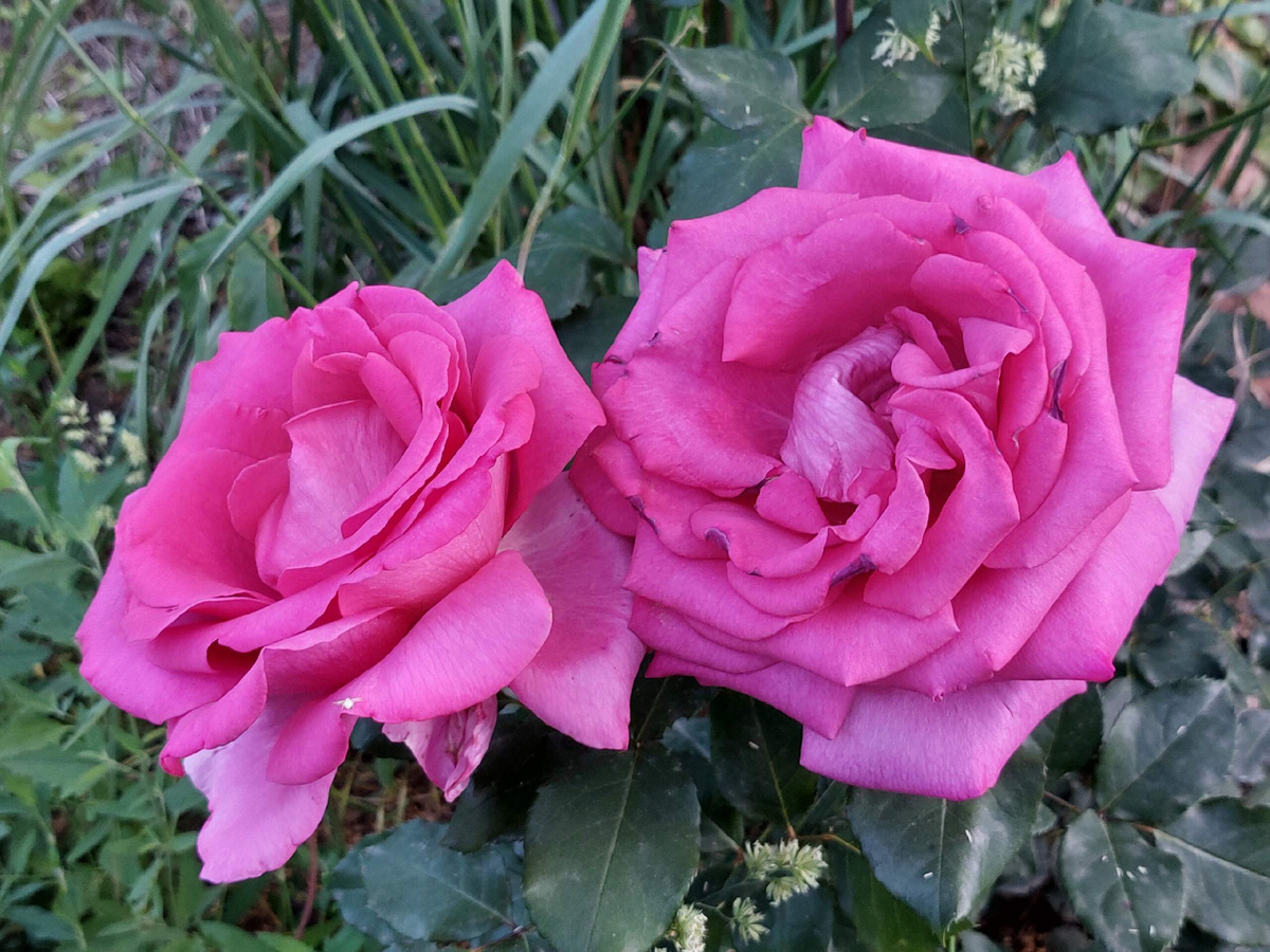  роза Пароле