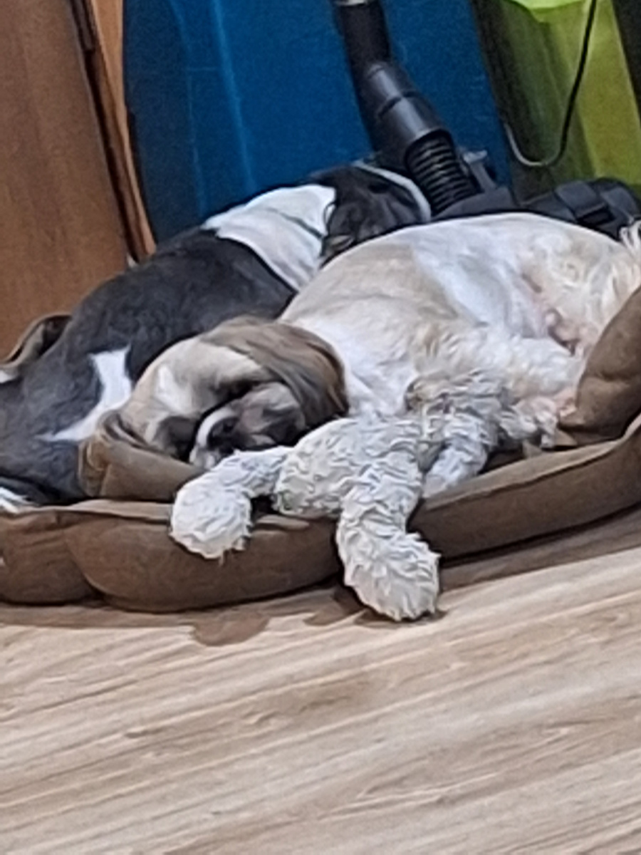 Волкодавы наши