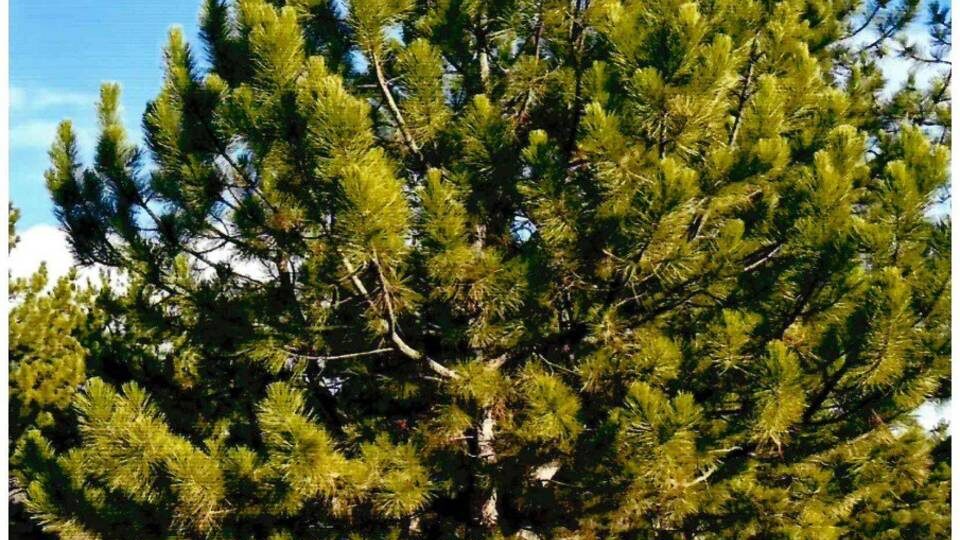 В Волгоградской области выбрали самую красивую ёлочку