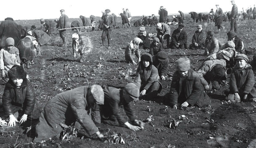 По капушкам