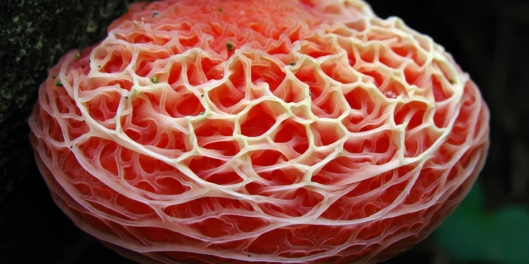 Наши леса ещё способны удивлять необычными формами жизни😉