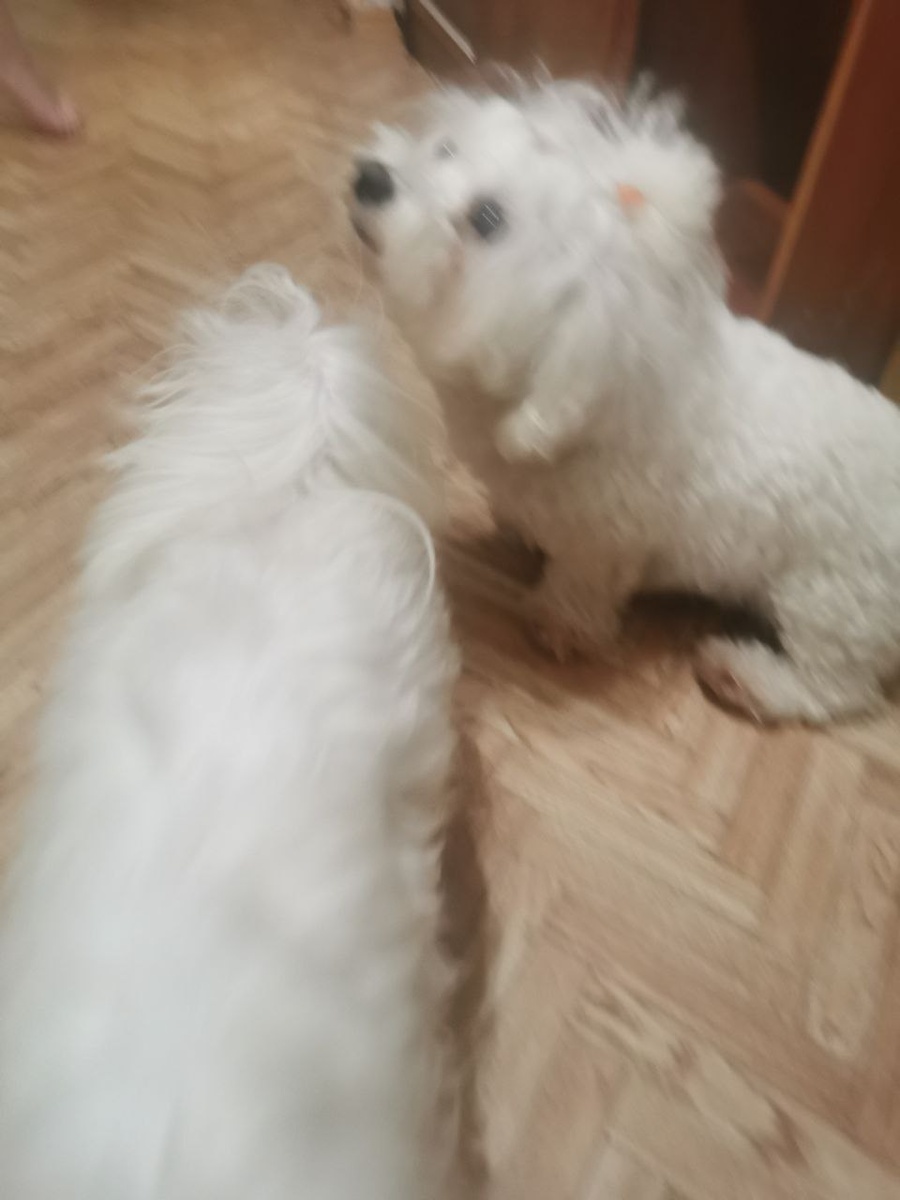 мама моника и половинка папы тоши )))) 