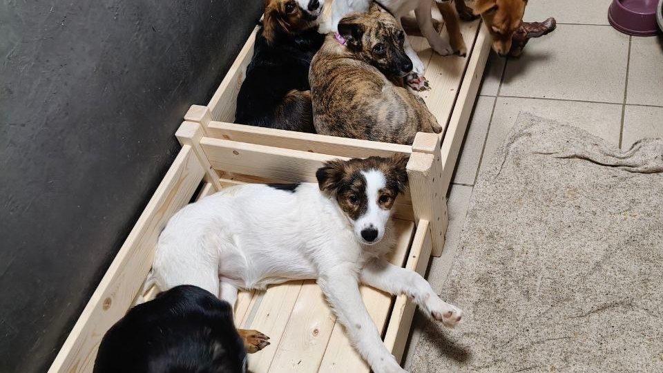 О чём плачут волки...