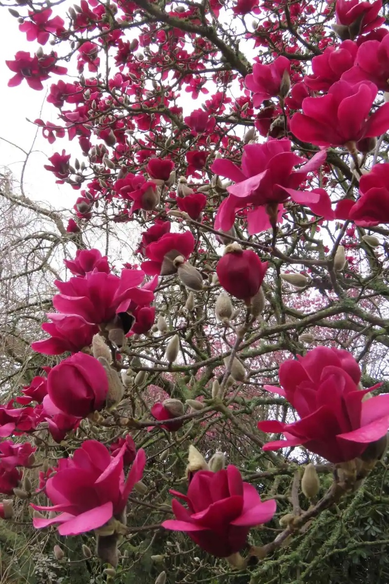Вот такой оттенок имеет магнолия ‘Vulcan’ в саду Джури (фото с их сайта). Проблема в том, что далеко не всегда этого получается достичь в другом климате.