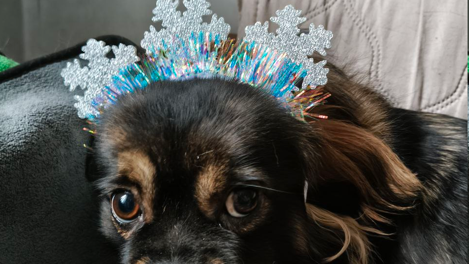 Как Няша стала Снегурочкой