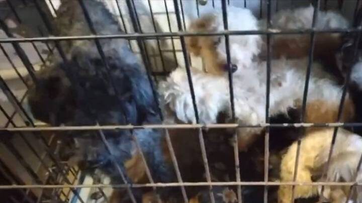 Пытались вывести нужного щенка: 132 истощенные собаки спасли из заточения в квартире в Тольятти