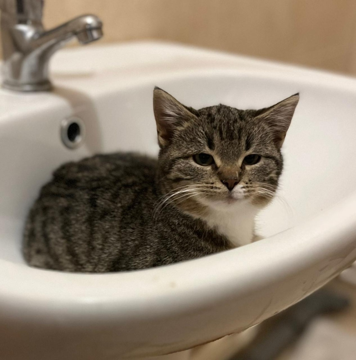 Я Дунечка, мне 3 мес и я ищу свой дом 🏡