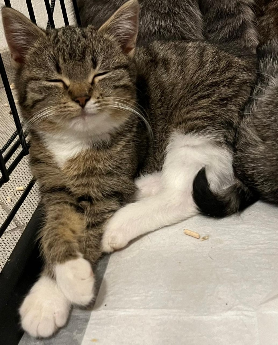 Дунечка отдыхает)😻