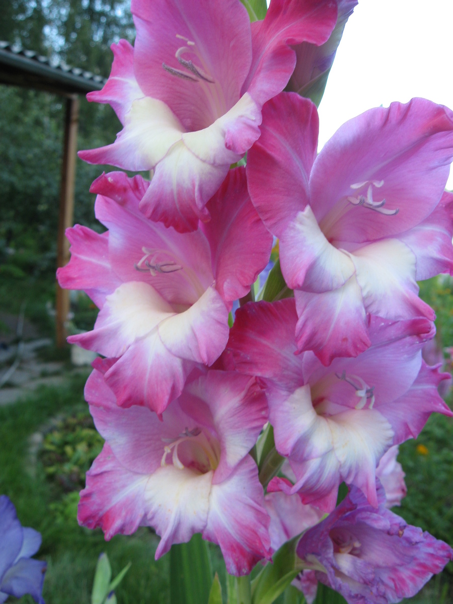 Гладиолусы как символ стойкости