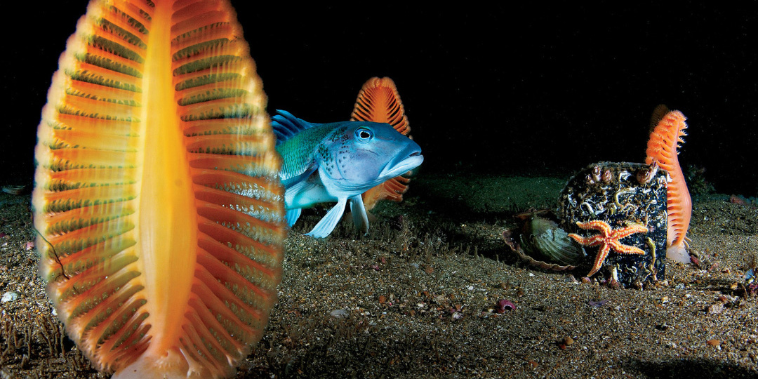 Перо, которым пишет океан