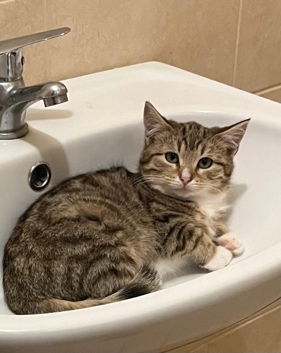 Я хороший и уже умею пользоваться лоточком 😻