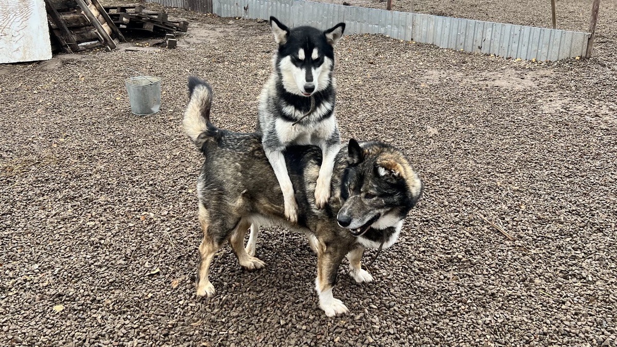    Анна Сальникова