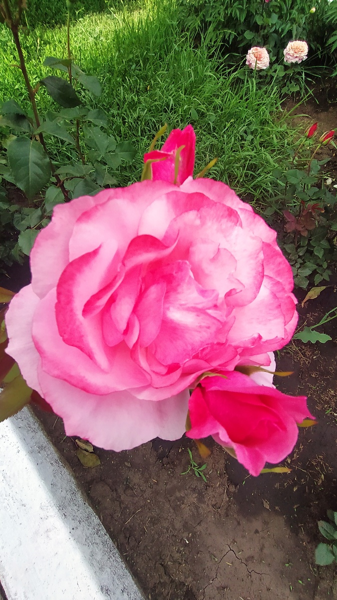 Роза у памятника А. П. Шехурдина на улице Тулайкова. Фото автора.