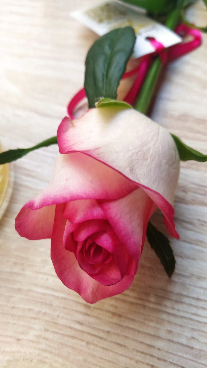 Всемирный День красоты в Гастродворе. Фото автора.