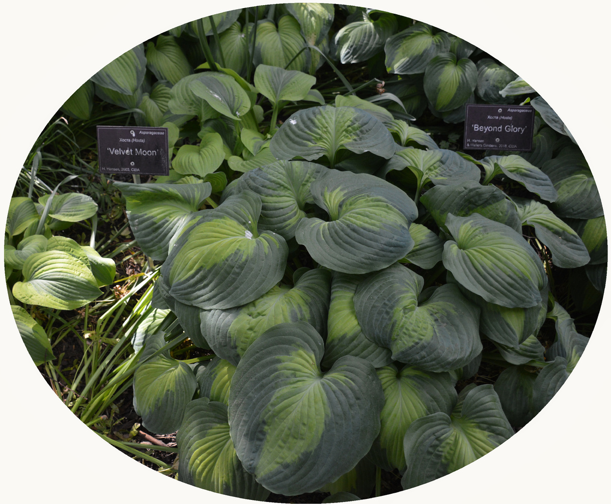 Хоста 'Вельвет Мун' в "Аптекарском огороде". Все фотографии в статье мои