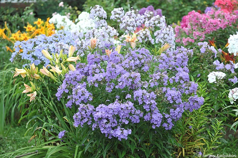 Флокс 'Птица Сирин'