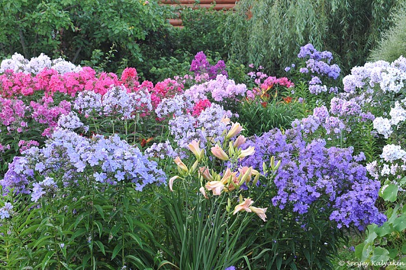 Флокс 'Птица Сирин'