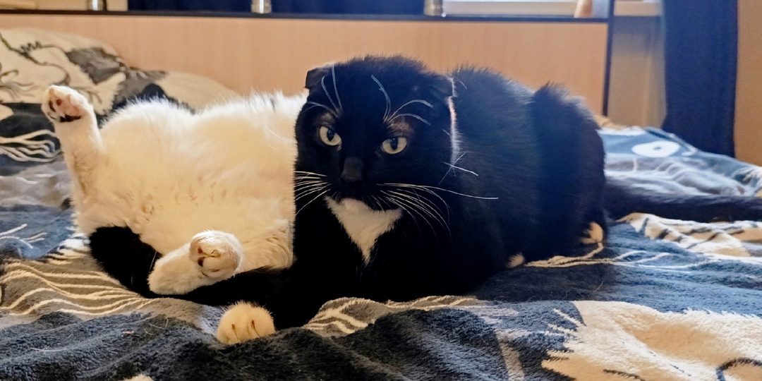 Парня заводить невыгодно, придется краситься и стричься