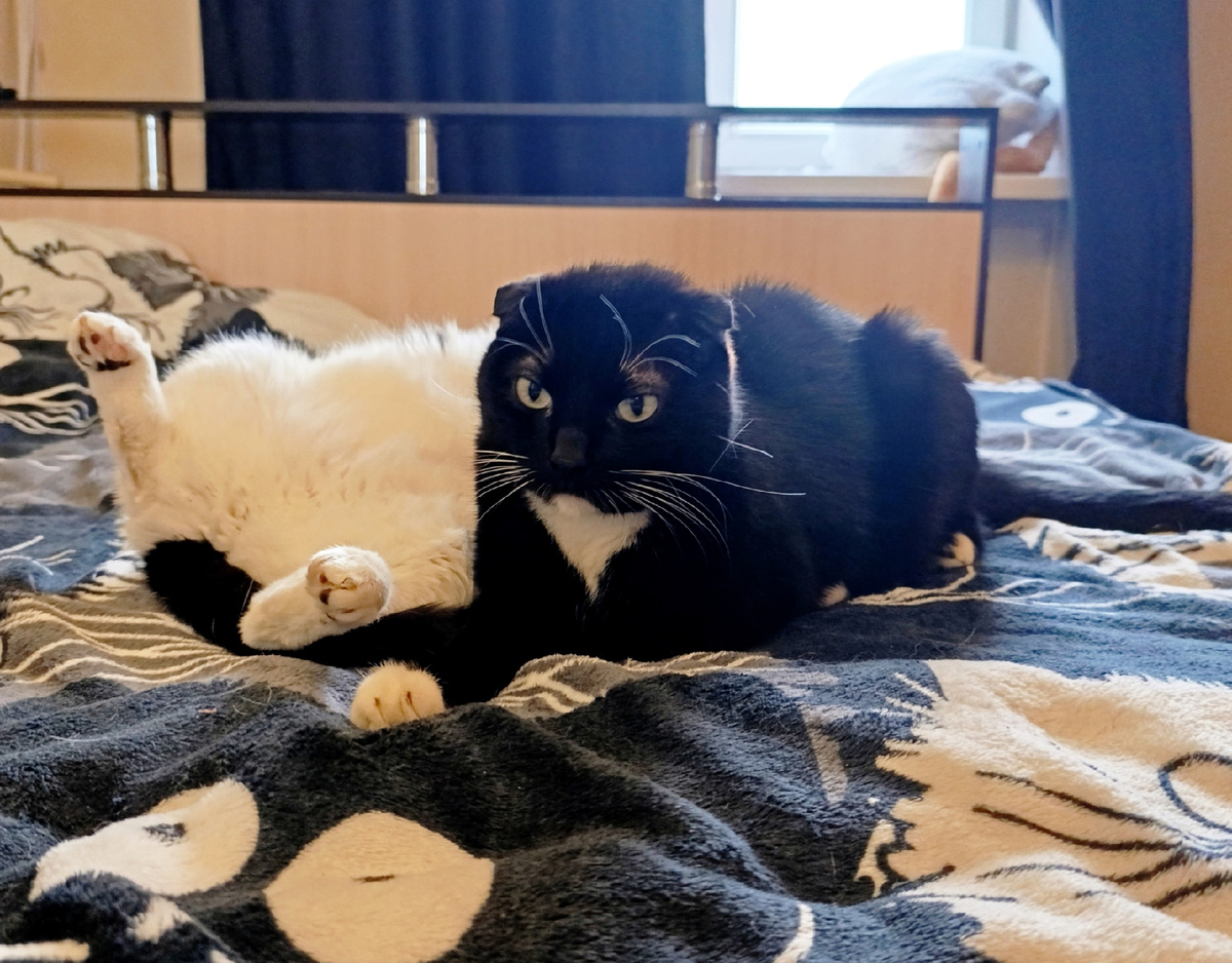 Коты вот прекрасны от обычного умывания языком