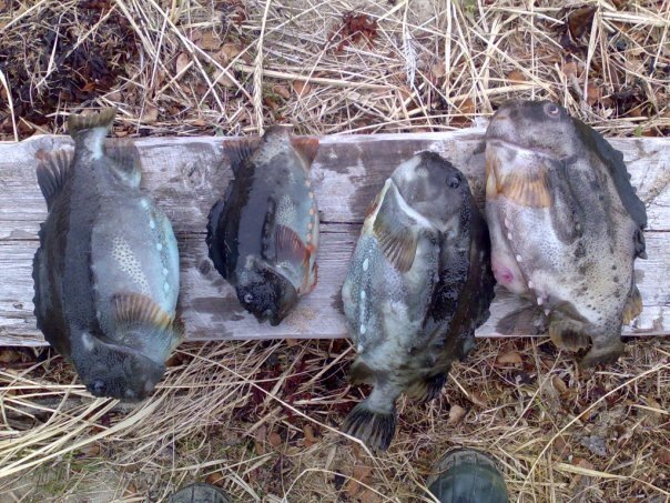 Пинагор, или "рыба-воробей". Его крупная икра, которую самцы самоотверженно 
охраняют, бывает зеленого, синего и даже алого цвета