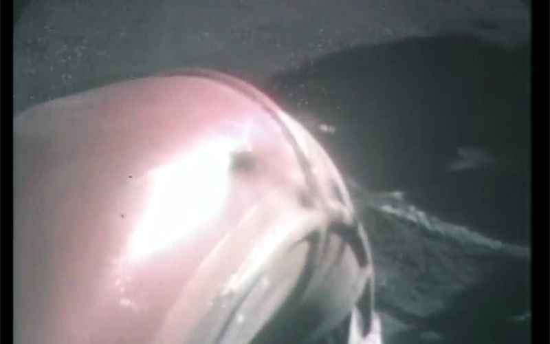 Кадр из видео