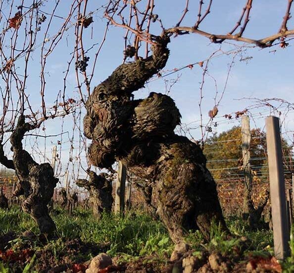 Старая лоза на виноградние Domaine des Roches Neuves. Долина Луары, Франция