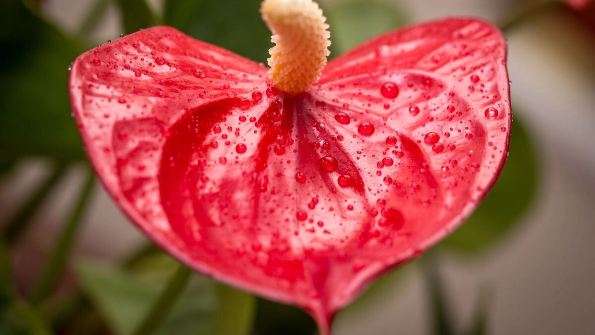    Цветок.   freepik.