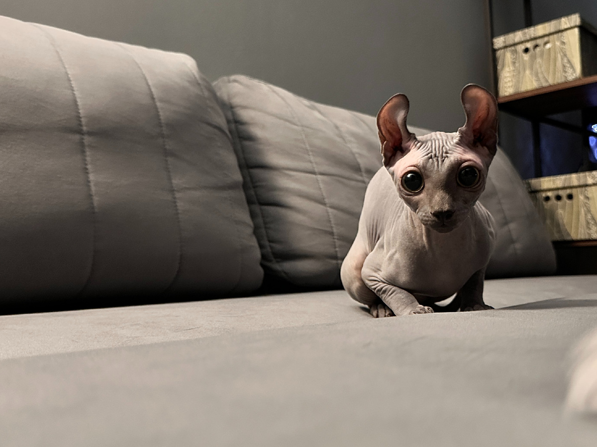 Отсутствие шерсти - понятие условное. Котята могут быть флоковыми, велюровыми, брашевыми, и лаже пушистыми (метисы) - и все обладают характером типичного сфинкса