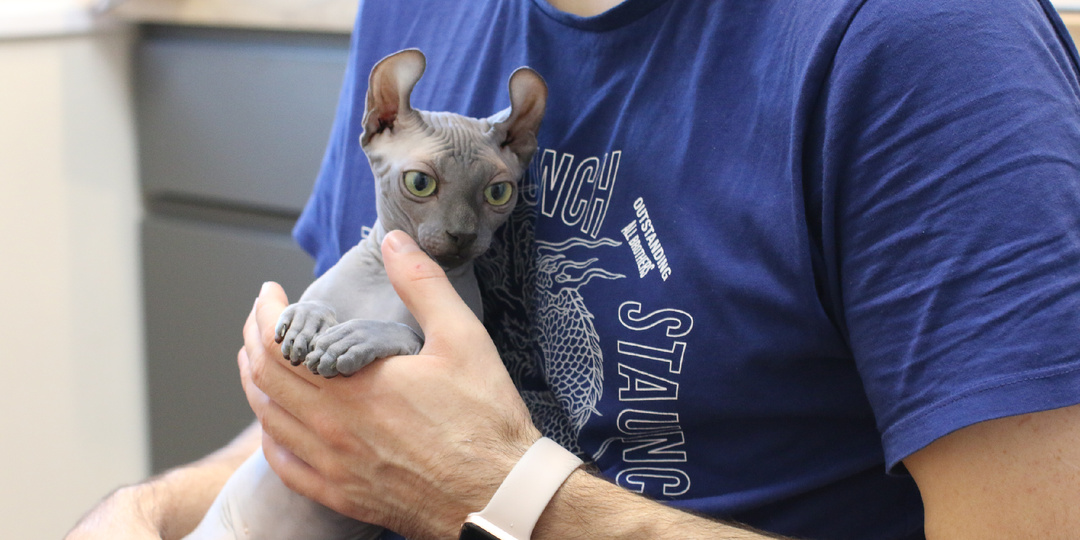 Сфинксы — не кошки? Почему биологи рассматривают их как пример ускоренной доместикации