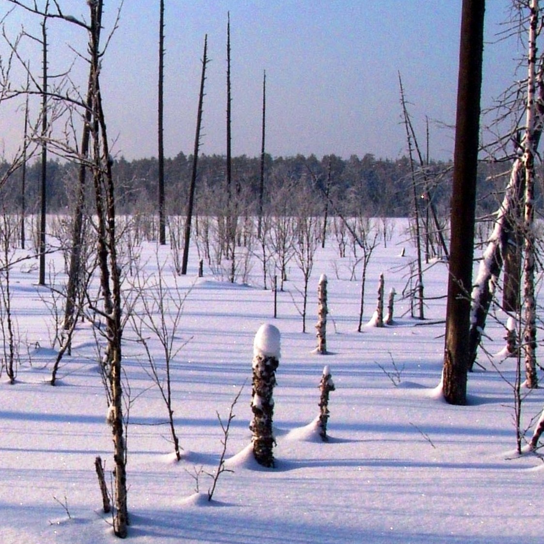 мечта снегоходчика. так бы и ездил по болоту туда-сюда
