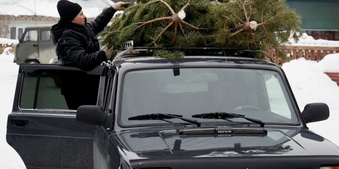 Клещи в новогодних ёлках? Спросили у врача, опасны ли они для человека