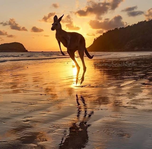 Кенгуру, Австралия
