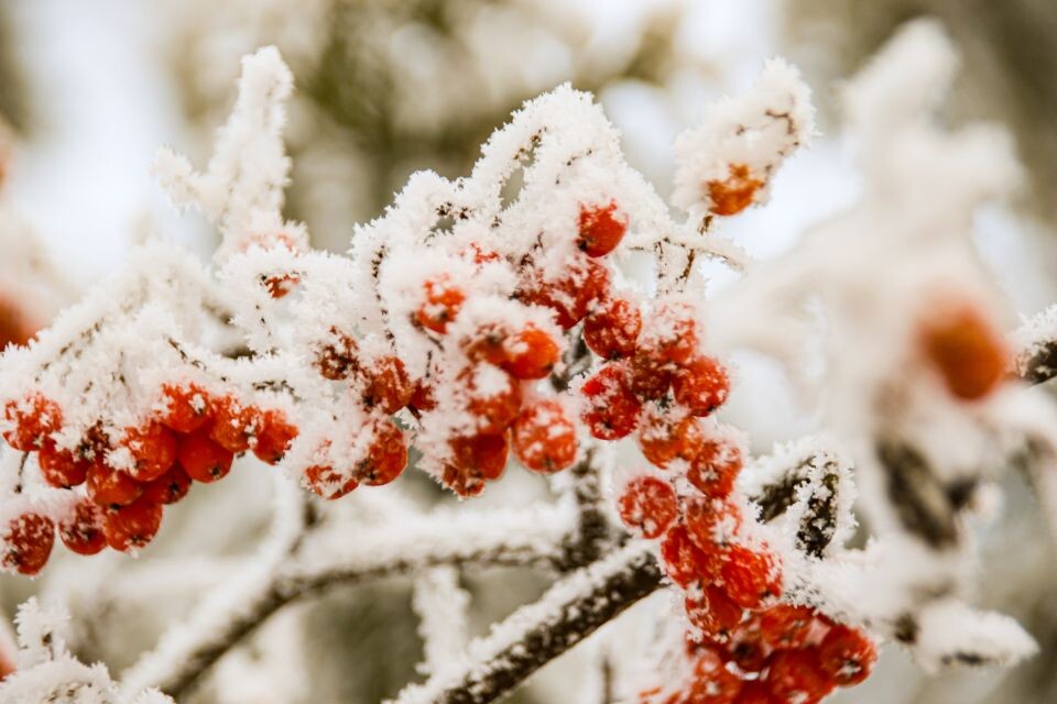    Зима. Мороз. Снег.. Источник: Виталий Барабаш