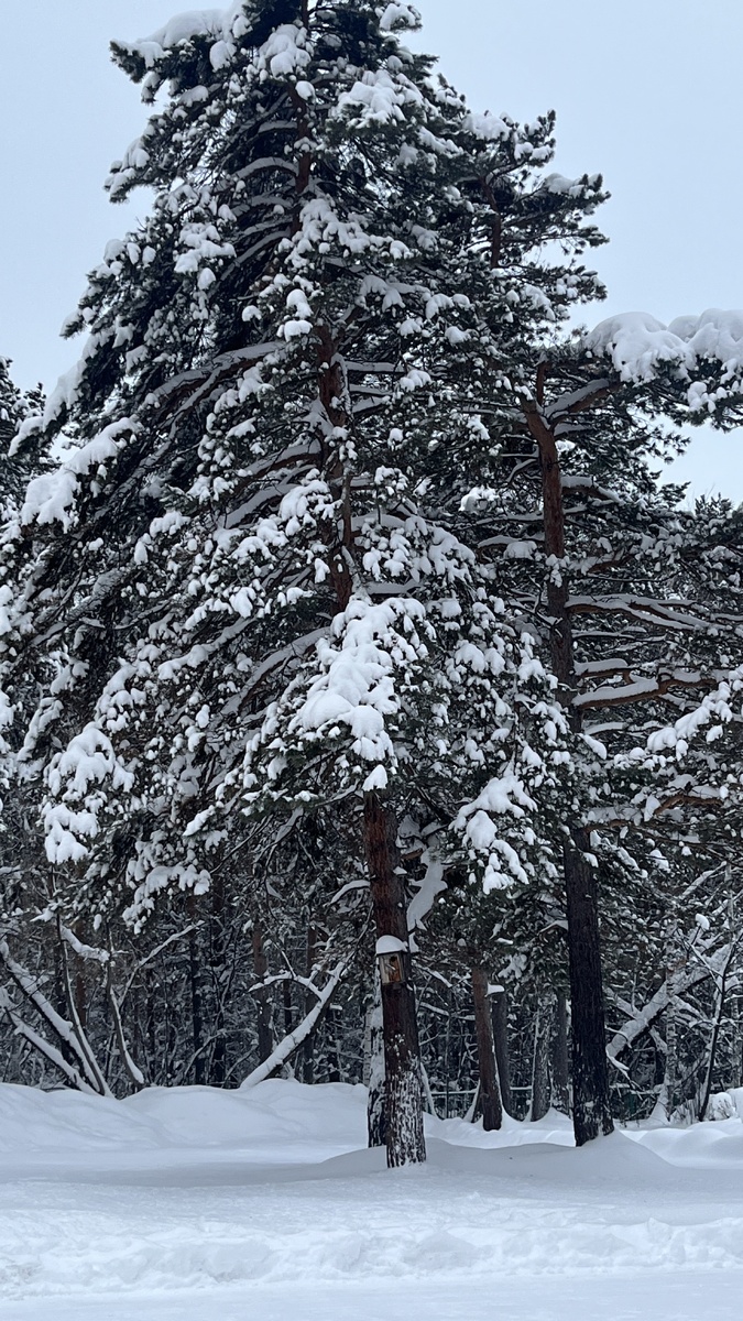 Школьный двор 🤩